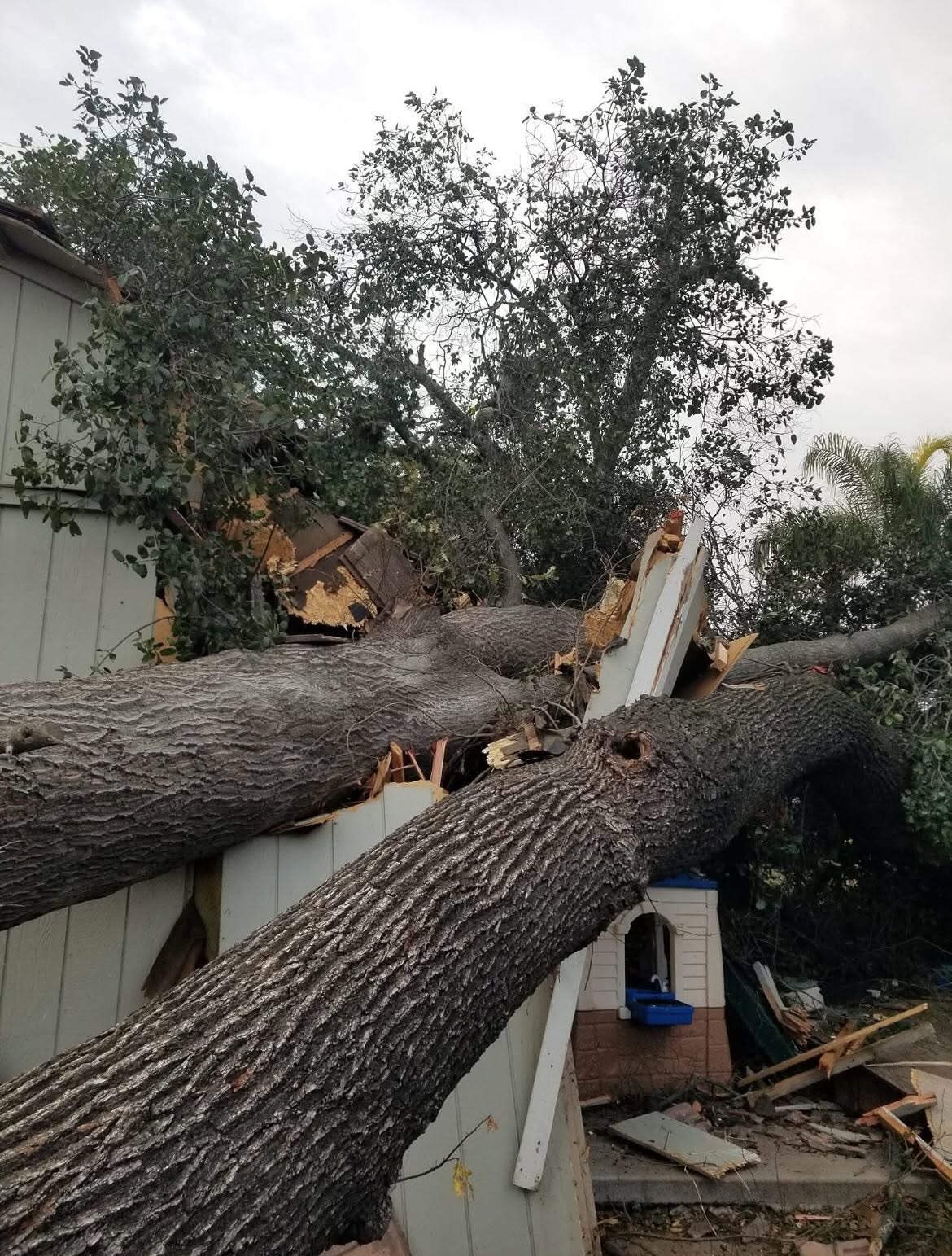 Storm damage tree cleanup in Valley Springs, CA